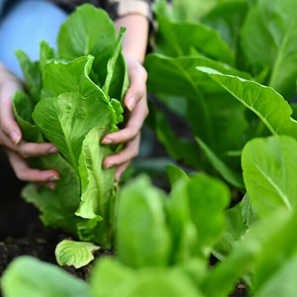 West Coast Seeds Romaine Lettuce